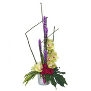 Opulent Orchids